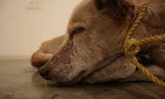 Πάτρα: Είχε δεμένο χωρίς τροφή και τραυματισμένο τον σκύλο του