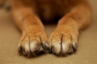 Αχαΐα: Σοκ με νεκρά ζώα! Πέταξαν φόλες ανήμερα της Παγκόσμια ημέρας ζώων! Πάνω από 8 νεκρά