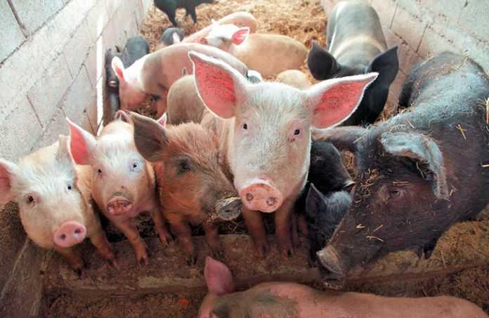 Αθηνά Τραχήλη: Η προειδοποίηση του Πανελληνίου Κτηνιατρικού Συλλόγου για την Αφρικανική Πανώλη