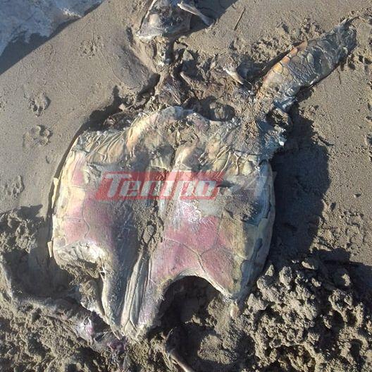 Κουφάρι νεκρής χελώνας στην παραλία της Καλογριάς - ΦΩΤΟ