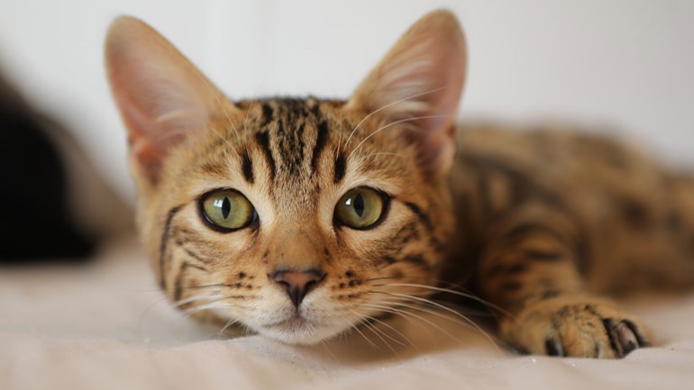 Δύο γάτες στη Νέα Υόρκη έγιναν τα πρώτα κατοικίδια στις ΗΠΑ που μολύνθηκαν από τον ιό