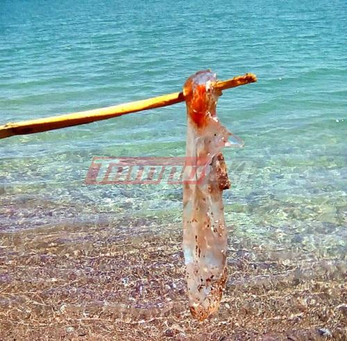 Απίστευτο! Γέμισε μέδουσες παραλία του Αιγίου - Εντοπίστηκαν από περιπατητή - ΦΩΤΟ