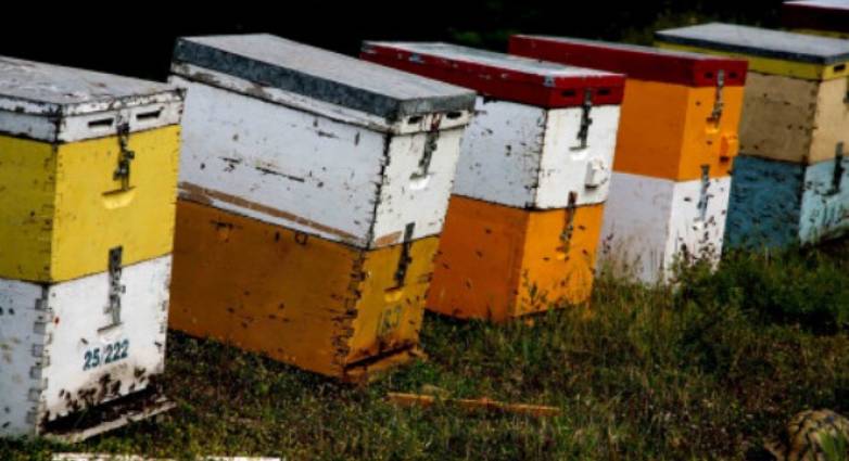 Αμαλιάδα: 84χρονος επί τριετία έκλεβε κυψέλες μελισσών