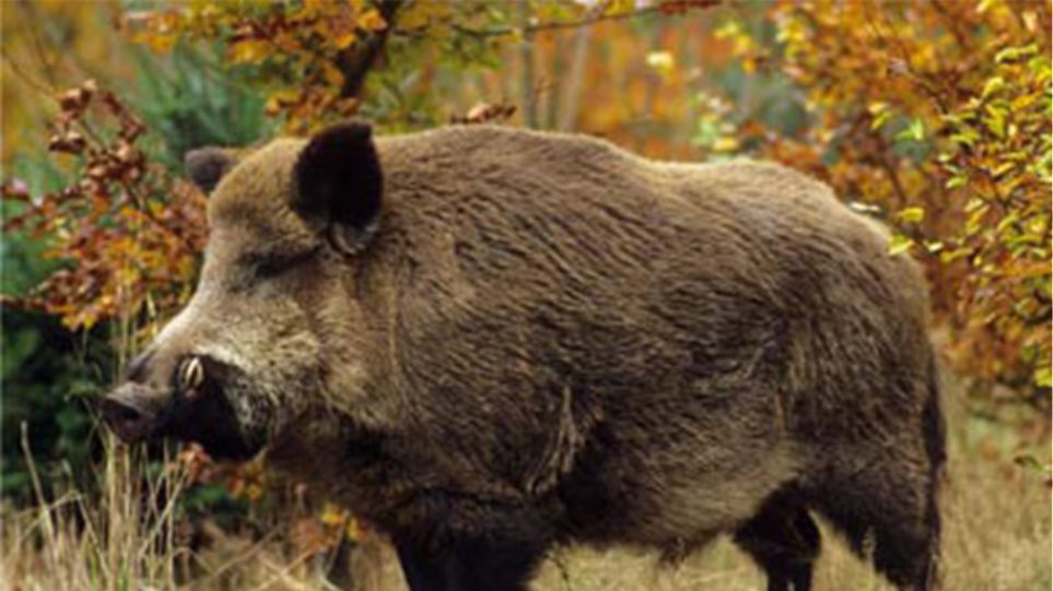 Ορεινή Ηλεία: Εντοπίστηκαν δύο λαθροθήρες με αγριογούρουνα