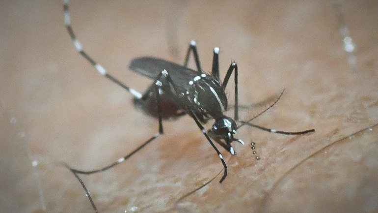 Ιός Δυτικού Νείλου: Πέντε κρούσματα στην Ξάνθη