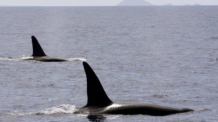 Επιθέσεις από όρκες αναγκάζουν την Ισπανία να απαγορεύσει τα ιστιοφόρα