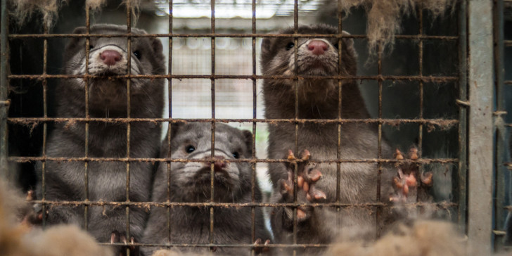 Θεσσαλονίκη: Συναγερμός και σε μονάδα μινκ στην Θεσσαλονίκη! Κρούσματα κορονοϊού