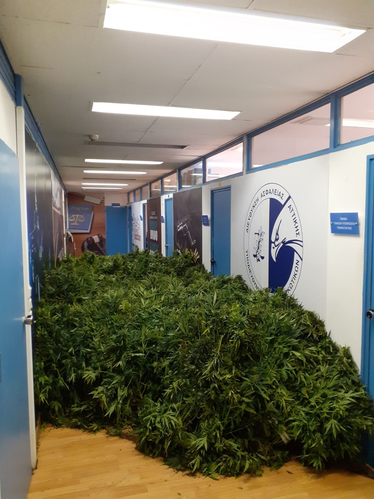 Εξαρθρώθηκε εγκληματική οργάνωση καλλιέργειας υδροπονικής κάνναβης, με την συνδρομή της Ασφάλειας Πατρών - ΦΩΤΟ