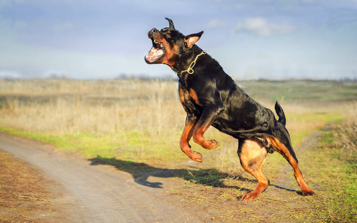 Επίθεση ροντβάιλερ σε μικρό σκύλο στη Μαγνησία – Τραυματίας και ο 20χρονος ιδιοκτήτης του