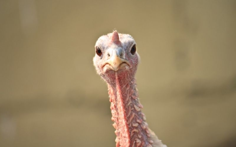 Περιφέρεια Δυτ. Ελλάδος: Συστάσεις από τη Διεύθυνση Κτηνιατρικής για λήψη μέτρων κατά της γρίπης των πτηνών