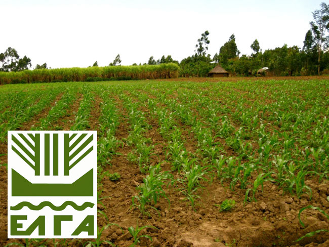 ΕΛΓΑ: Την Τρίτη οι αποζημιώσεις σε 9.301 δικαιούχους