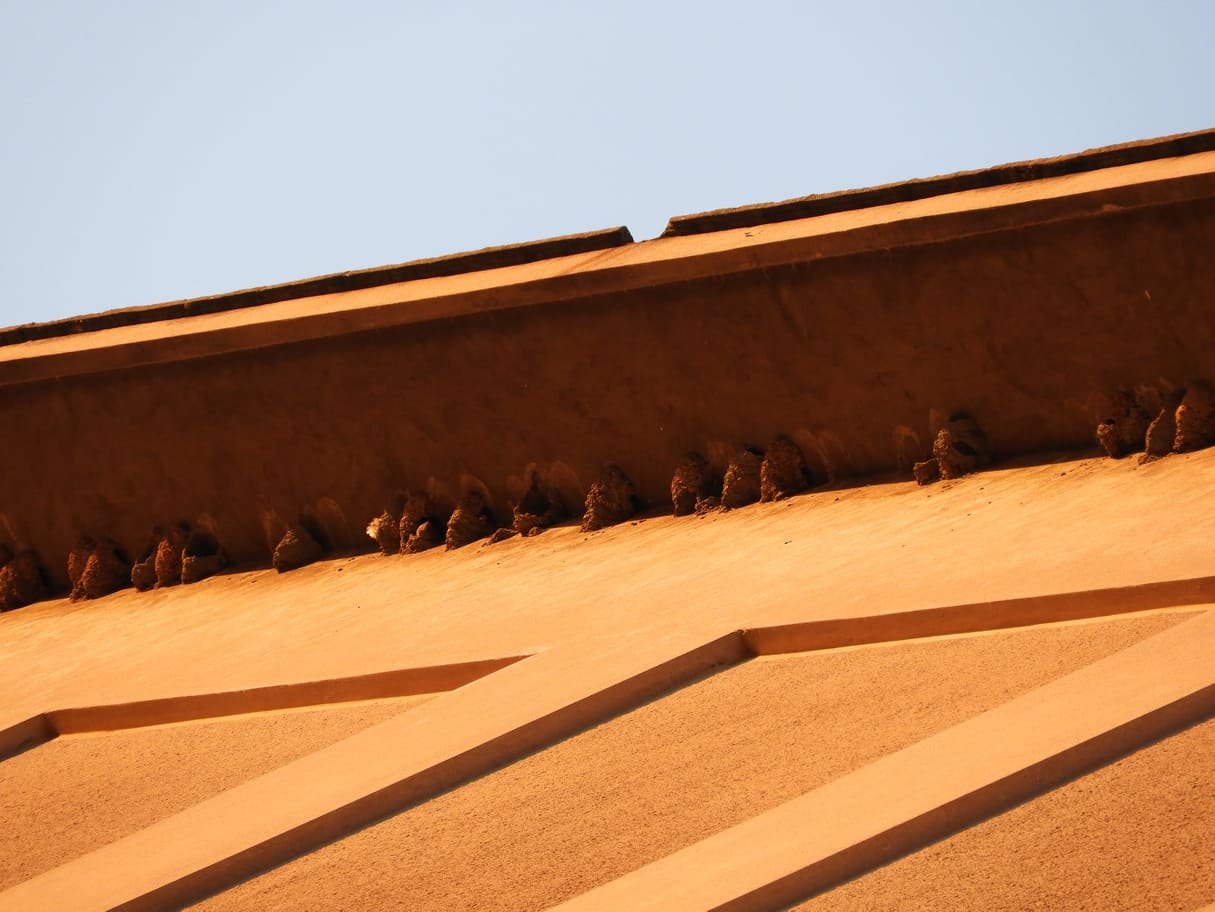 Η ΟΙ.ΚΙ.ΠΑ. για την προστασία των χελιδονοφωλιών στο κτίριο του ΚΤΕΛ Αχαϊας