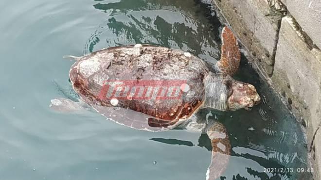 Πάτρα: Κι άλλη νεκρή θαλάσσια χελώνα - Βρέθηκε στο παλιό λιμάνι (ΦΩΤΟ & ΒΙΝΤΕΟ)