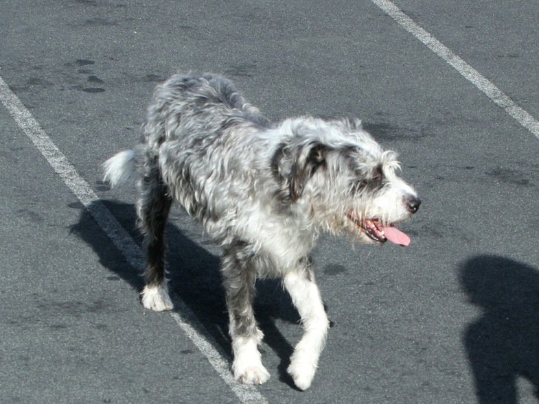 Αμφιλοχία: Έριξαν φόλα στον σκύλο της