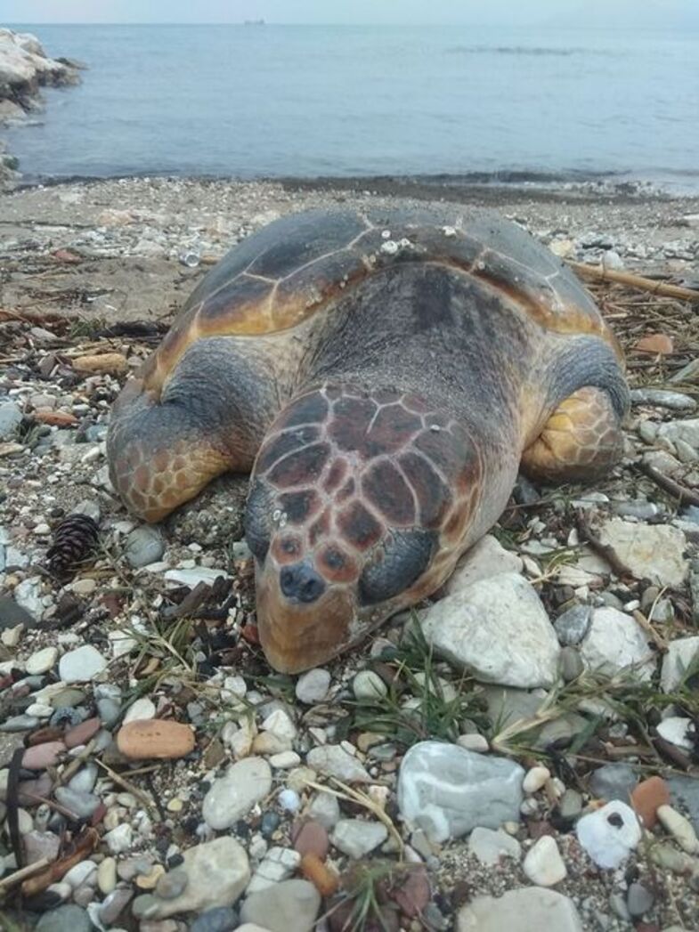 Πάτρα: Νεκρή καρέτα καρέτα στις Ιτιές