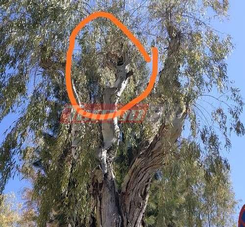 Πάτρα: Σκανταλιάρικο γατάκι ανέβηκε σε ψηλό δέντρο ... αλλά "φωνάζει" να το σώσουν! ΒΙΝΤΕΟ - ΦΩΤΟ