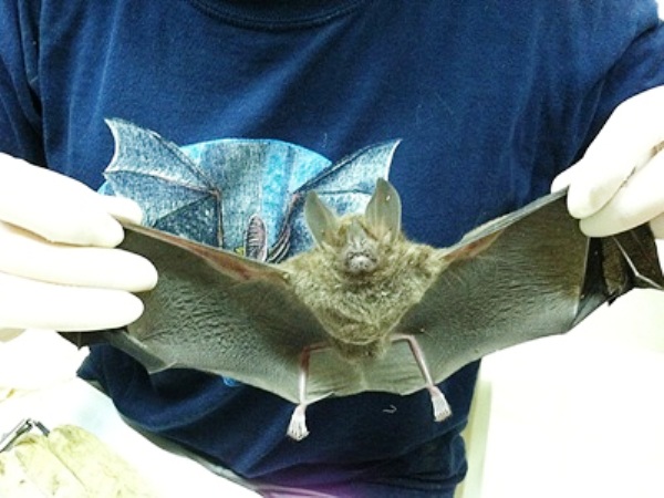 Πάτρα: Απίστευτο - Νυχτερίδα "εισέβαλε" σε αυτοκίνητο και ...τρομοκράτησε τον οδηγό - Πως αντέδρασε