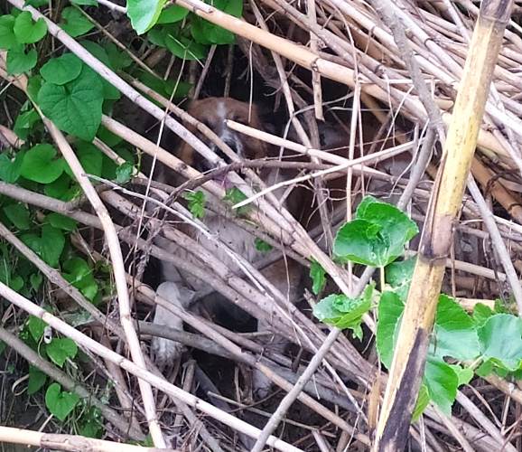 Αχαΐα: Έσωσαν σκύλο από βέβαιο πνιγμό! Μεγάλη επιχείρηση για τον απεγκλωβισμό του - ΦΩΤΟ