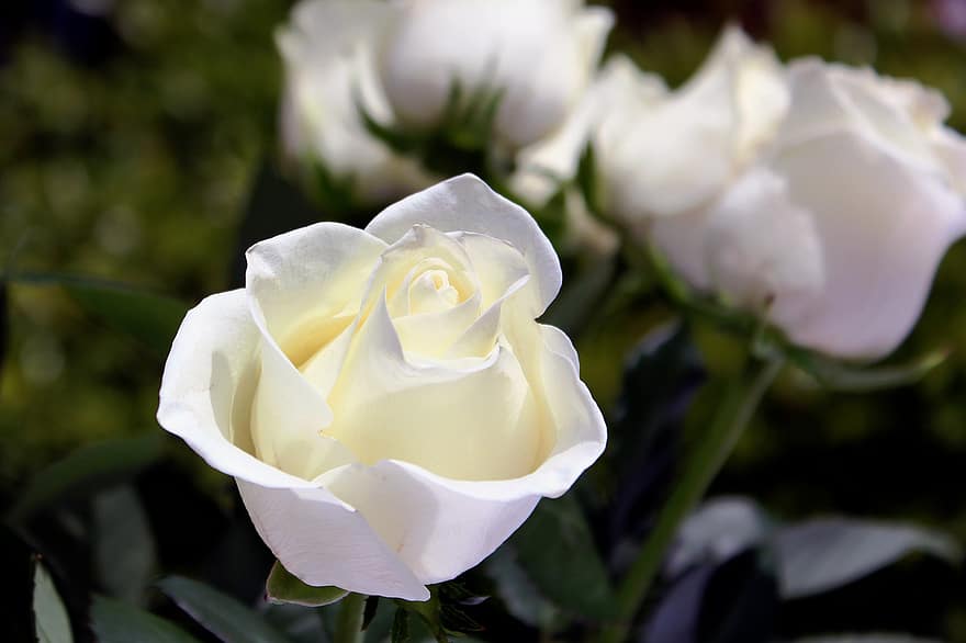 Κηδείες που θα γίνουν τo Σάββατο 8 Μαΐου