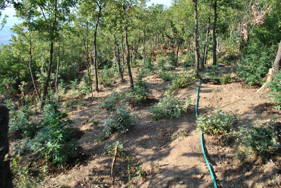 Συνελήφθη χασισοκαλλιεργητής σε χωριό του Πύργου