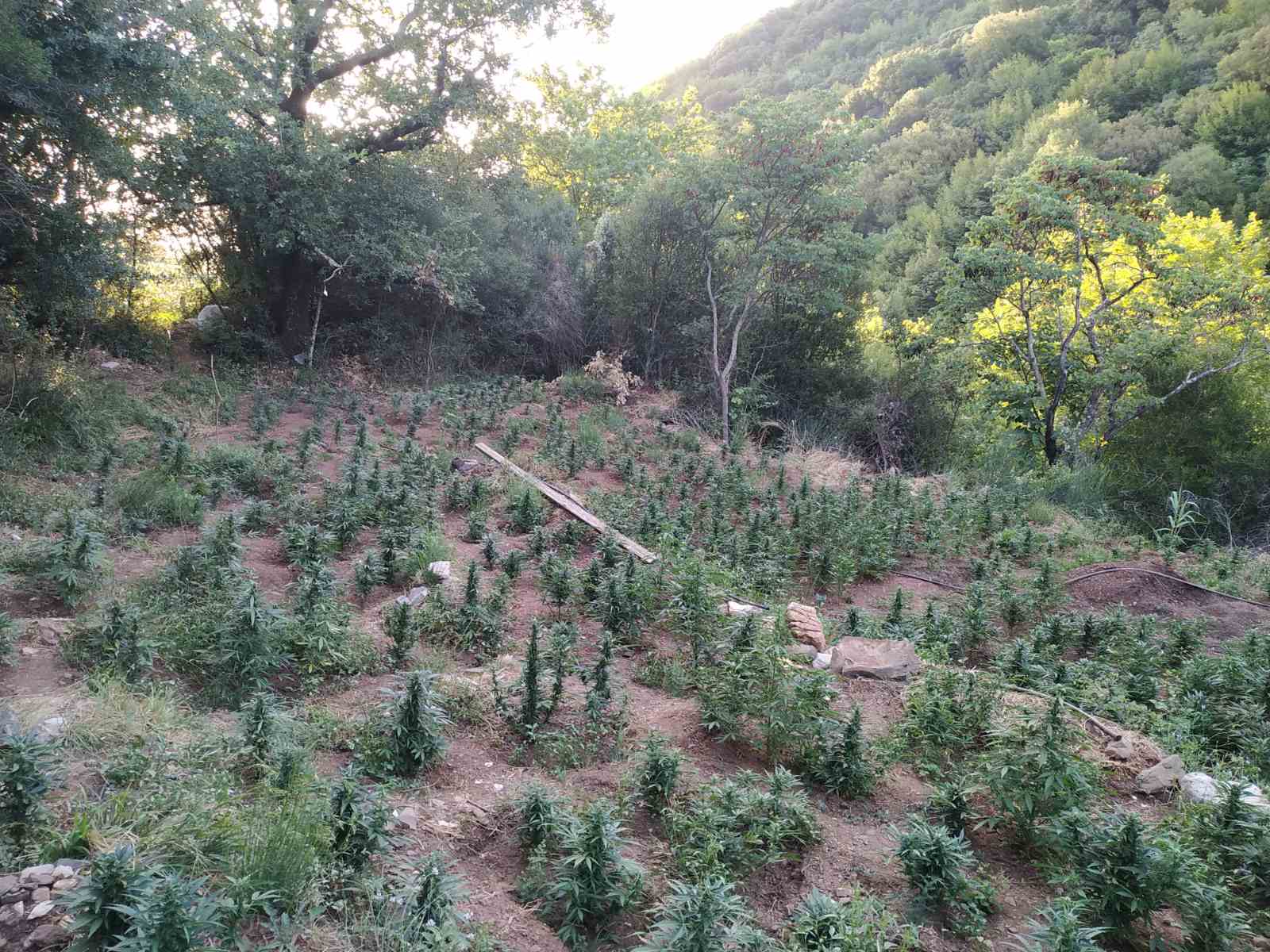 Ηλεία: Φυτεία - μαμούθ με χιλιάδες δενδρύλλια κάνναβης - 1,5 εκατ. ευρώ η αξία της (ΦΩΤΟ)