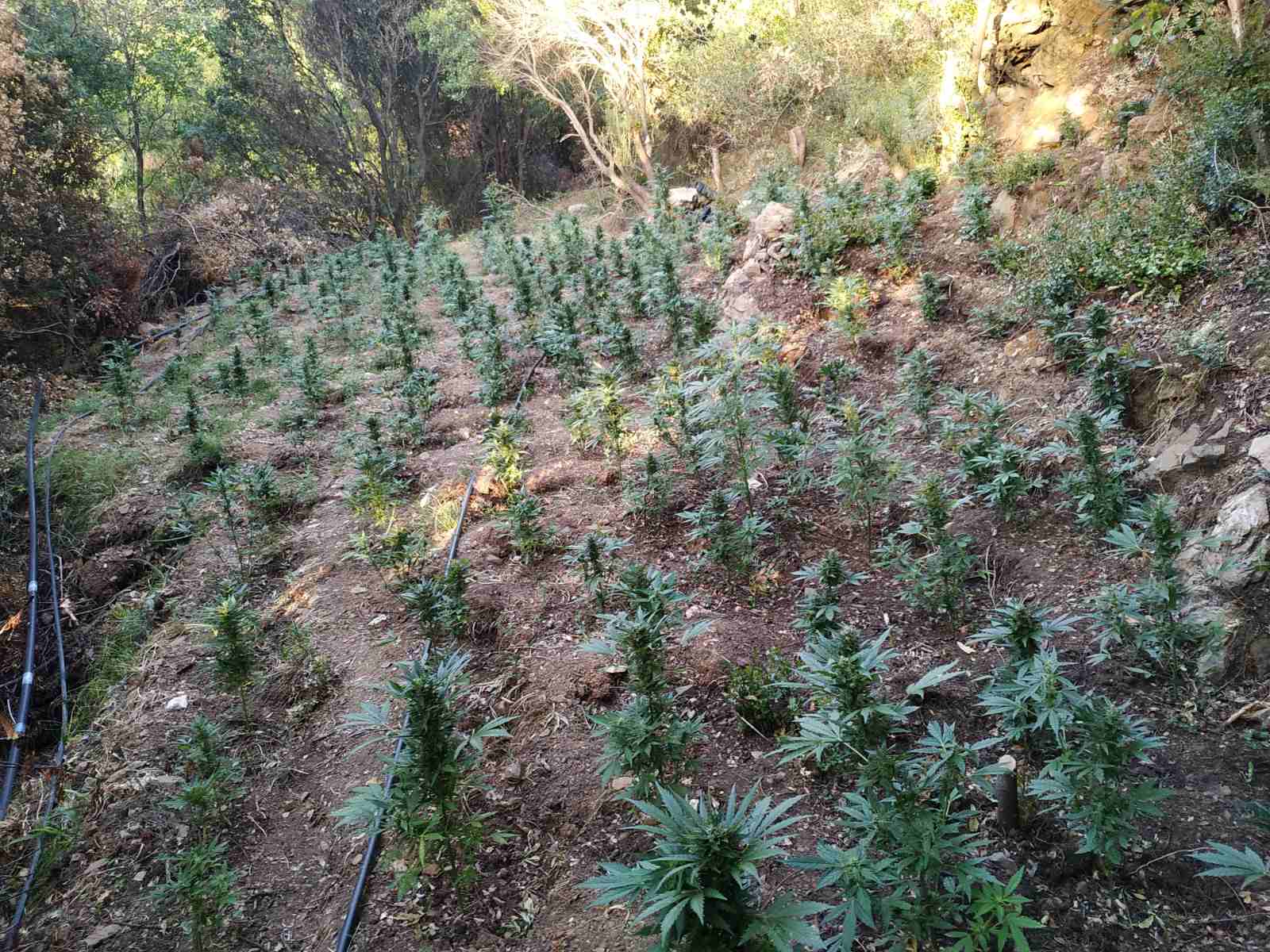 Ηλεία: Φυτεία - μαμούθ με χιλιάδες δενδρύλλια κάνναβης - 1,5 εκατ. ευρώ η αξία της (ΦΩΤΟ)
