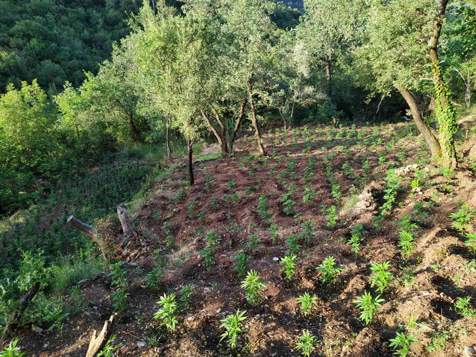 Ηλεία: Φυτεία - μαμούθ με χιλιάδες δενδρύλλια κάνναβης - 1,5 εκατ. ευρώ η αξία της (ΦΩΤΟ)