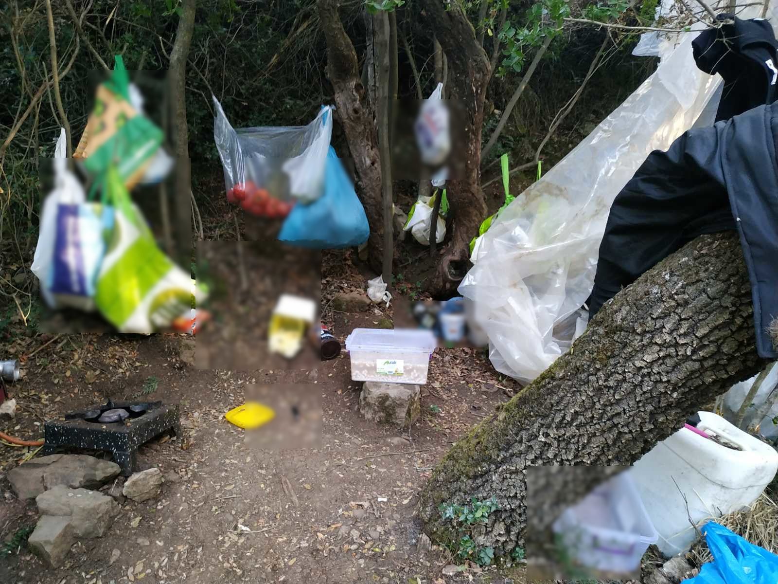 Ηλεία: Φυτεία - μαμούθ με χιλιάδες δενδρύλλια κάνναβης - 1,5 εκατ. ευρώ η αξία της (ΦΩΤΟ)