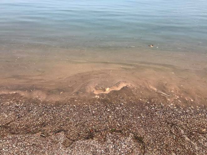 Σύλλογος "Πείρος": Άμεσες ενέργειες για τη ρύπανση στη θάλασσα του Αλισσού