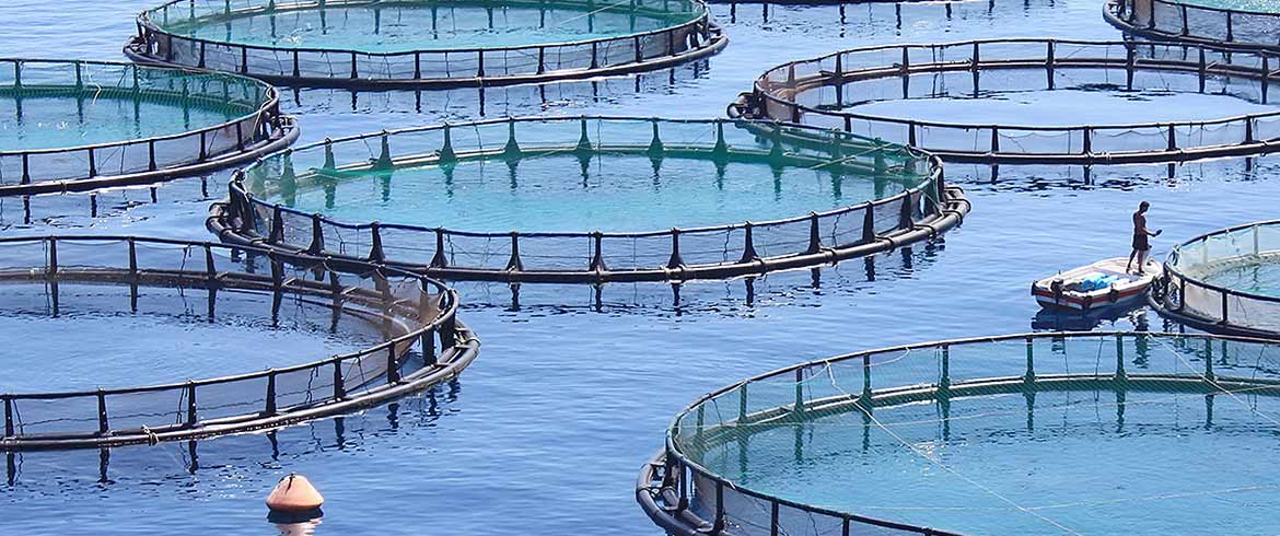 Μεσολόγγι: Βρέθηκε νεκρός σε πλωτή εξέδρα ιχθυοκαλλιέργειας