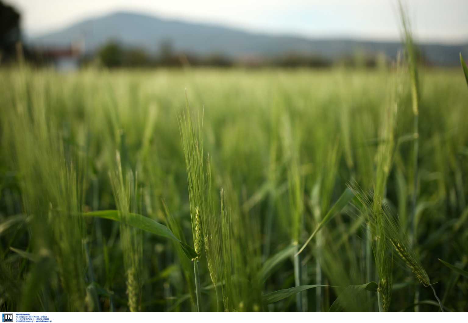 Θρίλερ με 20χρονο που βρέθηκε νεκρός κάτω από δέντρο