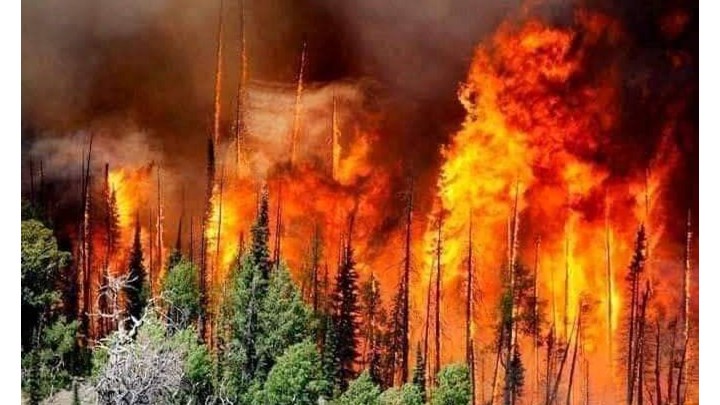 Αλγερία: Τουλάχιστον 42 νεκροί στις πυρκαγιές που κατακαίνε τον βορρά