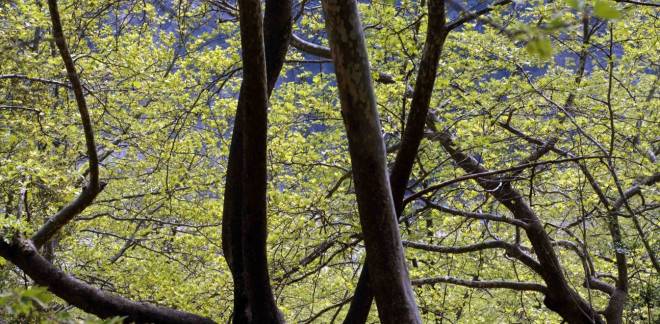 Καλάβρυτα: Ενημερωτική εκδήλωση για το μεταχρωματικό έλκος στα πλατάνια