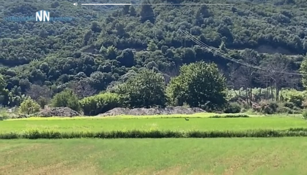 Ναυπακτία: Ζαρκάδι πάει στον Εύηνο να ξεδιψάσει - Ένα σπάνιο βίντεο