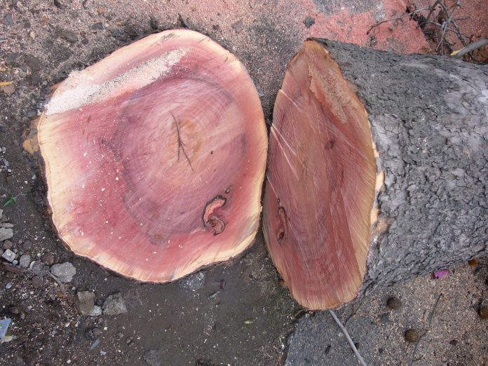 Ενημέρωση στο Βουπράσιο για το μεταχρωματικό έλκος στα πλατάνια