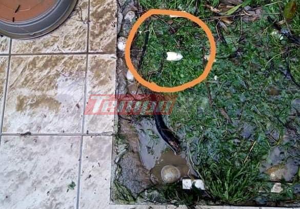 Πάτρα: Η κακοκαιρία "ξέβρασε" μέχρι... και σουπιές στη στεριά (ΦΩΤΟ)