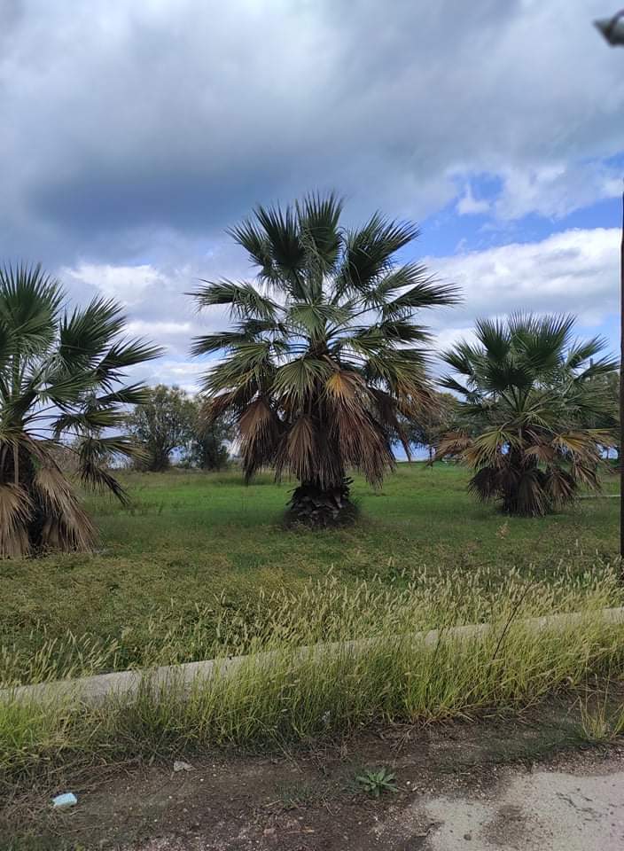 Σύλλογος Αλισσαίων: Επιστολή στο Δήμο για καθαρισμό στην τοποθεσία Μπούκα
