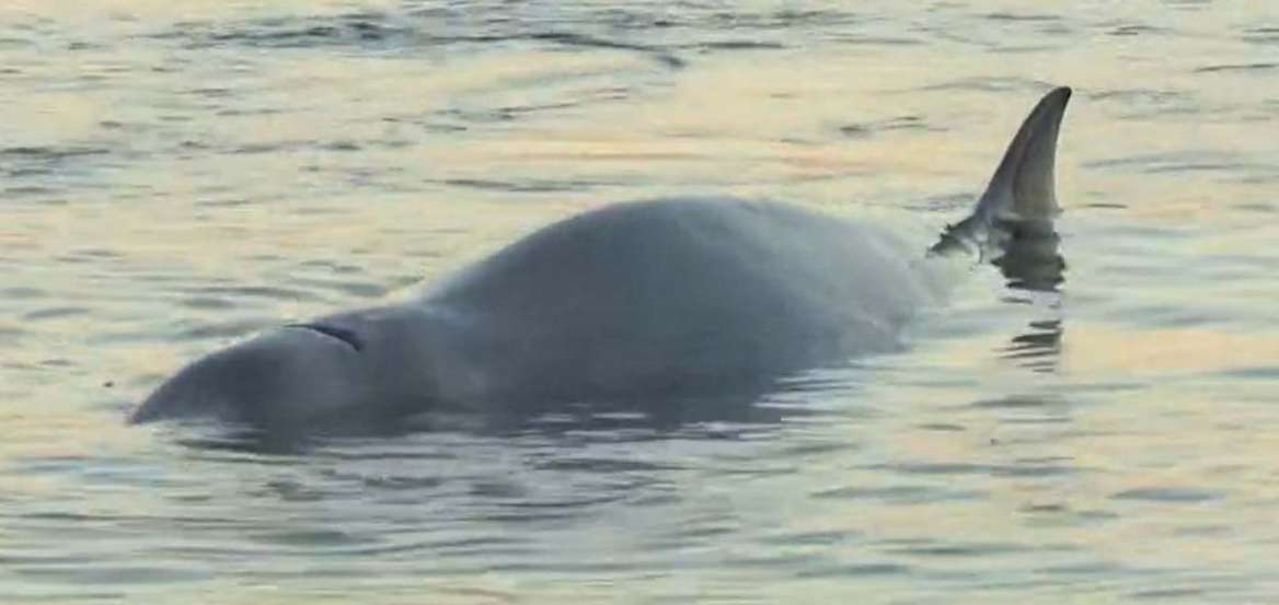 Απίστευτο: Φάλαινα στα ρηχά του Αλίμου ΒΙΝΤΕΟ