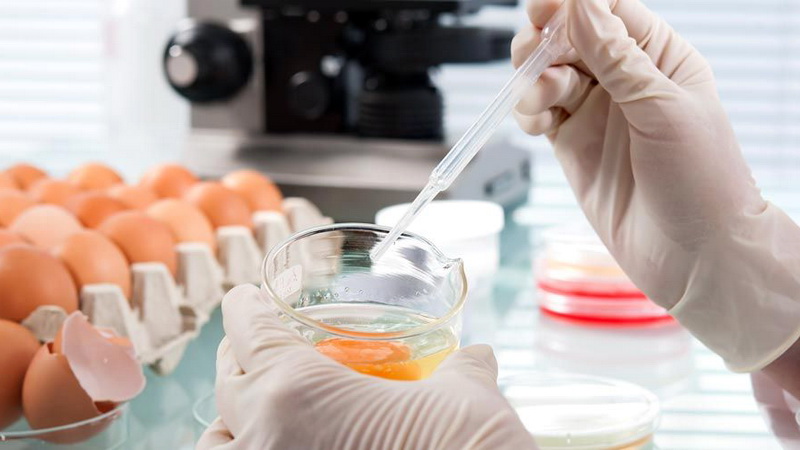 Δεν έχει εντοπιστεί στην Ελλάδα το στέλεχος της σαλμονέλας