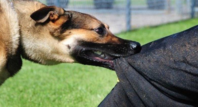 Αδέσποτος σκύλος μπήκε σε σχολείο και επιτέθηκε σε μαθήτρια – Τα δευτερόλεπτα του τρόμου