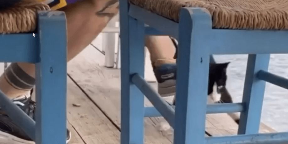 Στις 16 Μαΐου η δίκη του 30χρονου που κλώτσησε το γατάκι στην Αιδηψό - Δεν εμφανίστηκε στο δικαστήριο