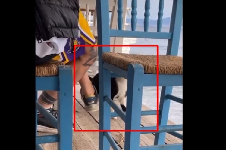 Ζητά συγγνώμη και δηλώνει… φιλόζωος ο άνδρας που κλώτσησε την γάτα στη θάλασσα - ΒΙΝΤΕΟ