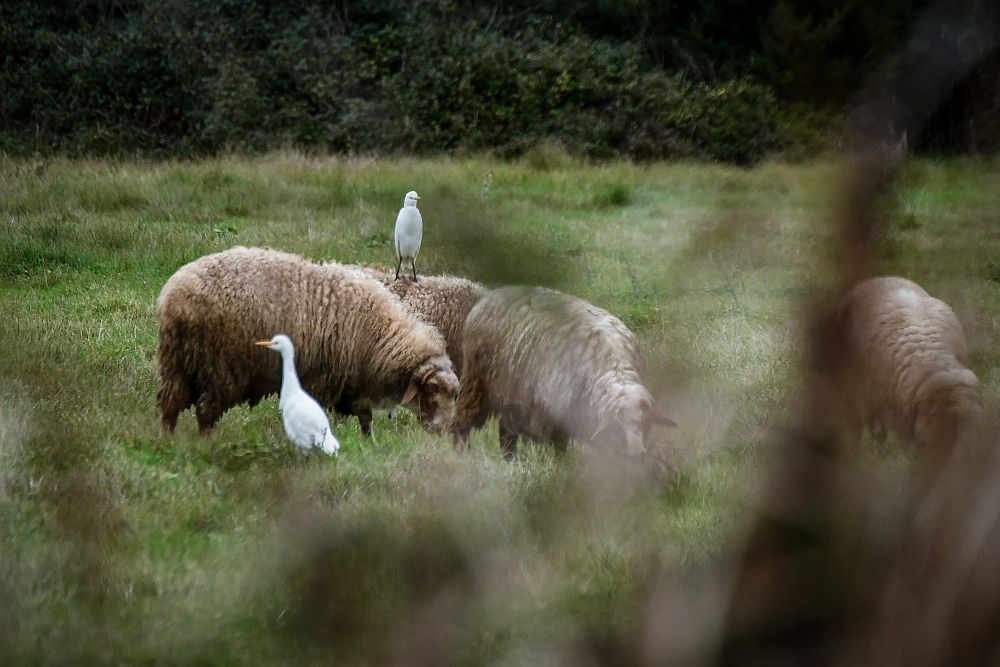 Βοσκός έδειξε σε τουρίστες τα γεννητικά όργανά του και πήγε αυτόφωρο