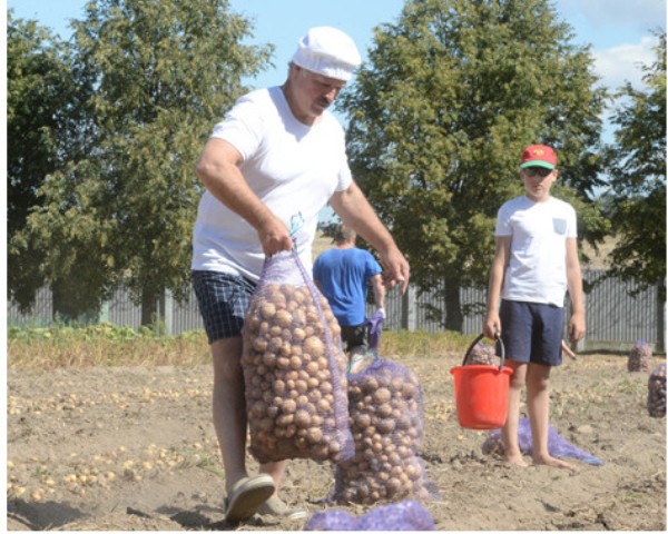 Λευκορωσία: Ο πρόεδρος Λουκασένκο θέλει να κινητοποιηθούν μαθητές για τη συγκομιδή της πατάτας
