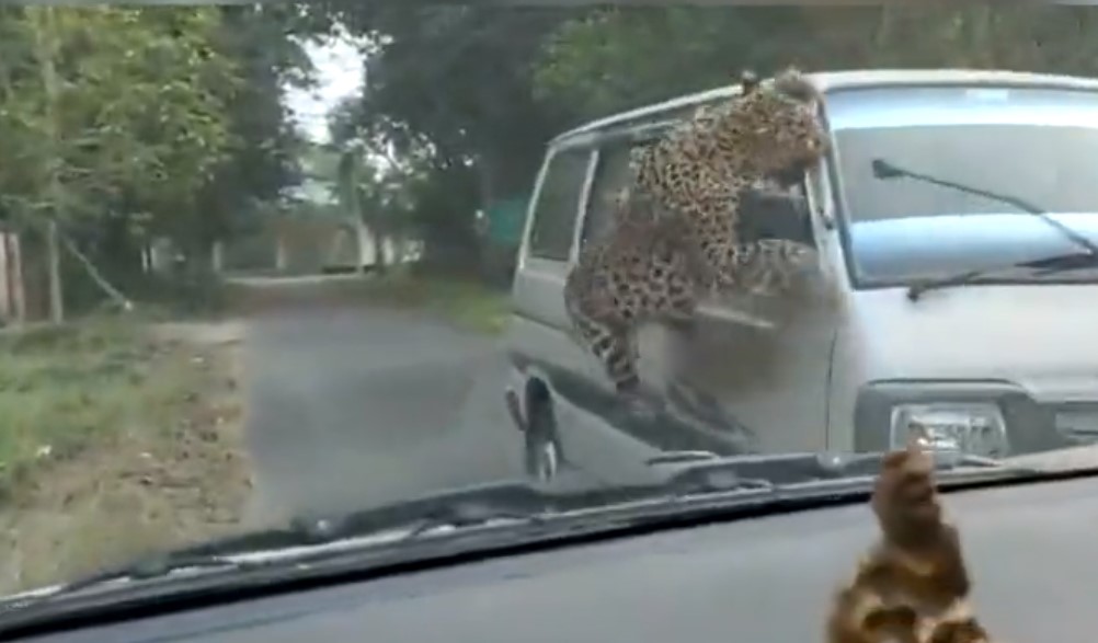 Λεοπάρδαλη τραυμάτισε τουλάχιστον 15 άτομα σε Πανεπιστημιούπολη