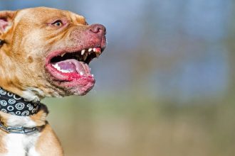 Κουδουνάρης: Ξέσπασε με το κόνσεπτ της Χριστιάννας - «Στην Ελλάδα δεν επιτρέπεται γάμος ομοφυλοφίλων»