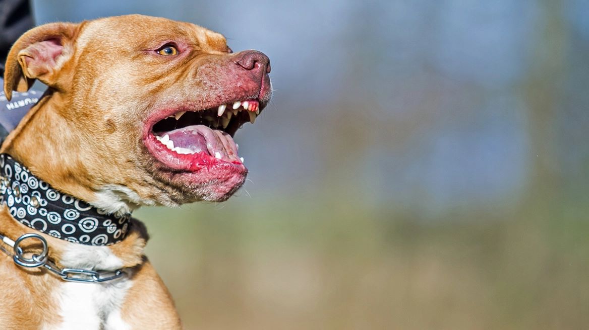 Κουδουνάρης: Ξέσπασε με το κόνσεπτ της Χριστιάννας - «Στην Ελλάδα δεν επιτρέπεται γάμος ομοφυλοφίλων»