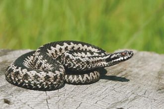 Δώρα Χρυσικού: Το μήνυμά της μετά τη μάχη με τον καρκίνο - «Είμαι ευγνώμων που είμαι γερή και που μπορώ να δουλεύω σε κάτι που αγαπώ»