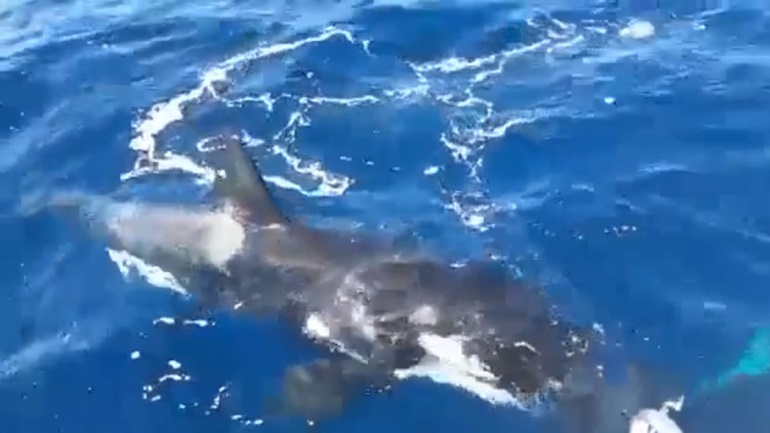 Όρκα επιτέθηκε σε σκάφος και έκοψε το πηδάλιο με τα δόντια της