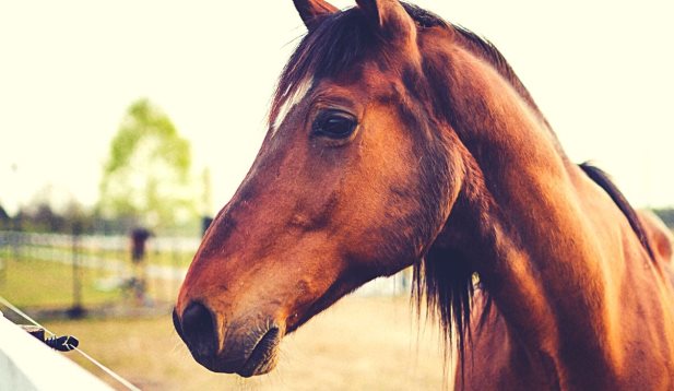 Βόλος: Άλογο πνίγηκε από το σχοινί που ήταν δεμένο